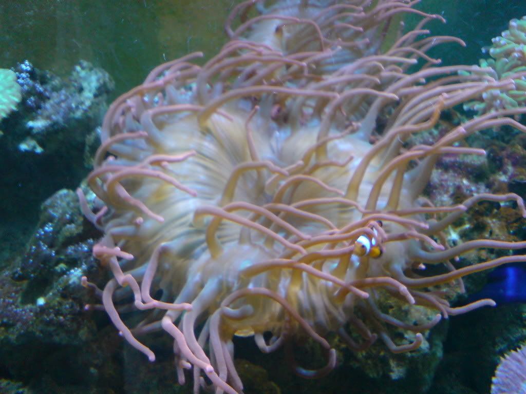 Sea+anemone+anatomy
