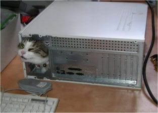 cat_computer.jpg