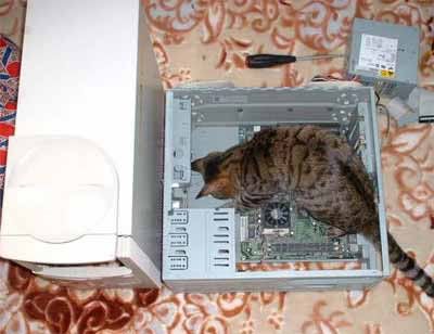 catcomp.jpg