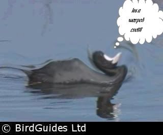 coot-1.jpg