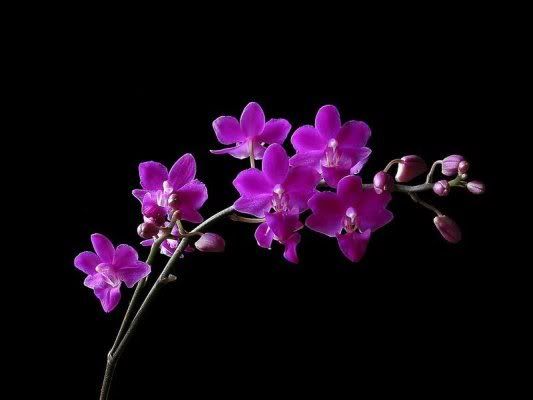 Orchidee Pictures, Images and Photos