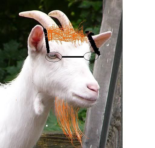 ginger goat