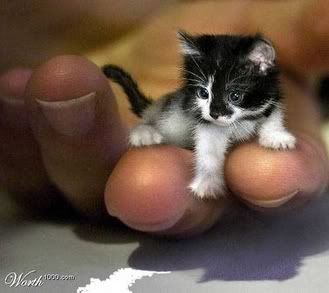 TINYKITTY.jpg