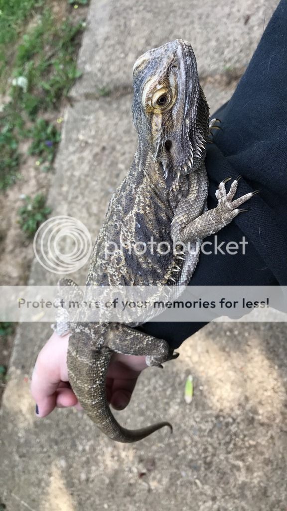 Is my bearded dragon underweight? | Health