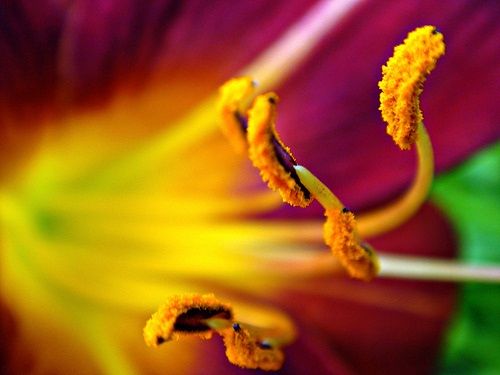 How To Limit Pollen Spread In The Spring children health, health, Children, health and wellness, tips and tricks